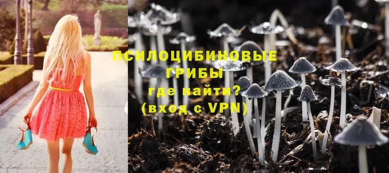 Псилоцибиновые грибы Cubensis  Беслан 